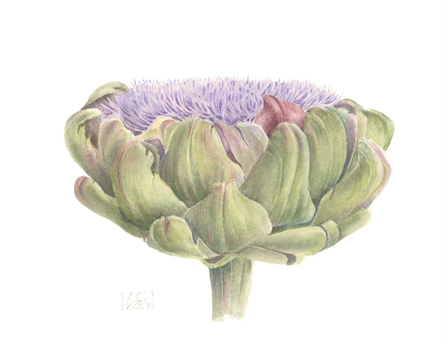 Blooming Artichoke