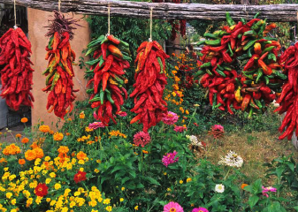 Chile Ristras & Flowers- notecard