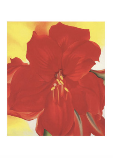 Red Amaryllis - Notecard