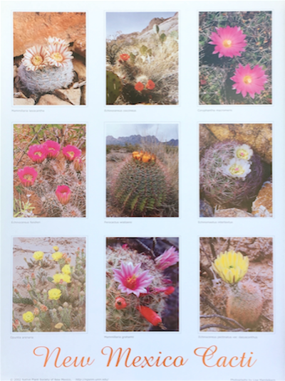 New Mexico Cacti