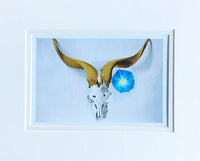 Ram's Head, Blue Morning Glory - Matted Notecard