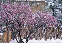 Apricot Tree in Snow- notecard
