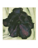 Untitled (Purple Petunia) - notecard