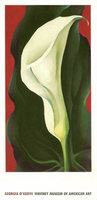 Single Lily with Red, 1928