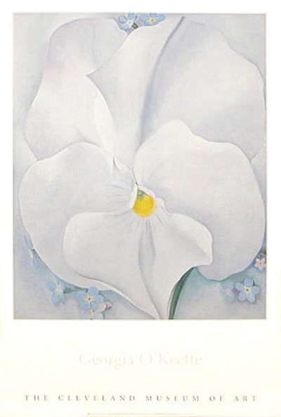 White Pansy, 1927