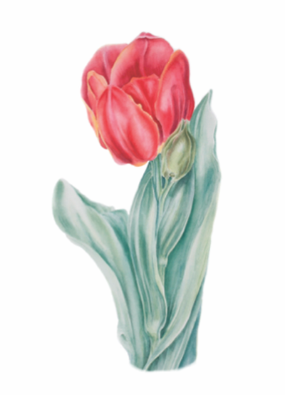French Tulip