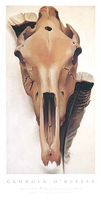 Mule Skull with Turkey Feathers