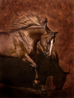 Horse Dancer 24x32"